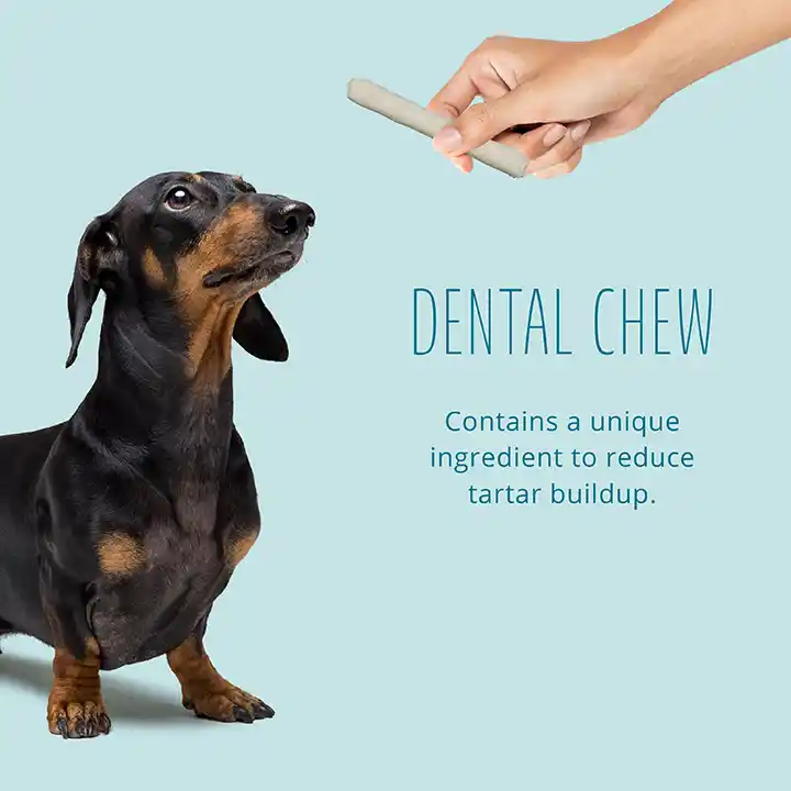 Dental Chew