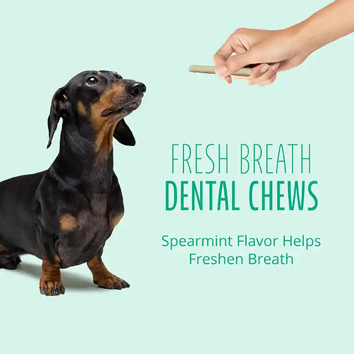 Fresh breath dental chews