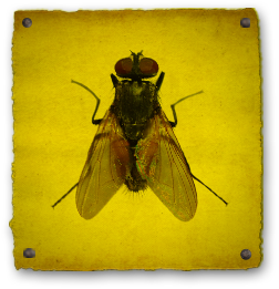 Black Fly