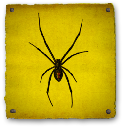 Black Widow Spider