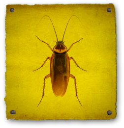 cockroach