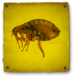 flea