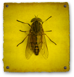 Horse Fly