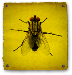 House Fly