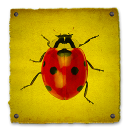 Asian Lady Bird Beetle