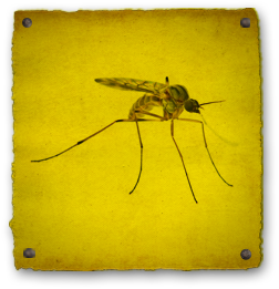 Mosquito