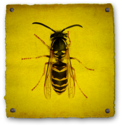 Wasp