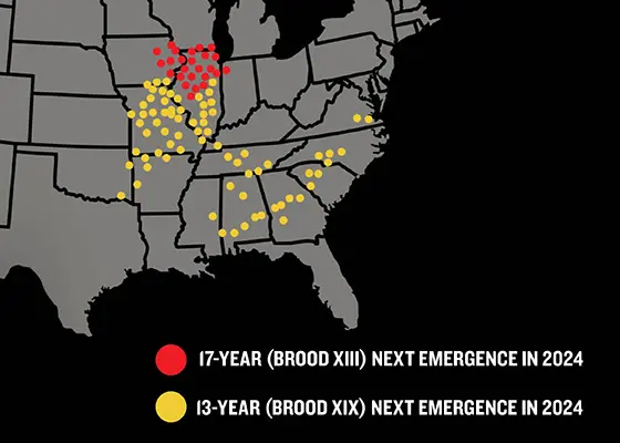 WHEN AND WHERE ARE THE CICADAS EMERGING?
