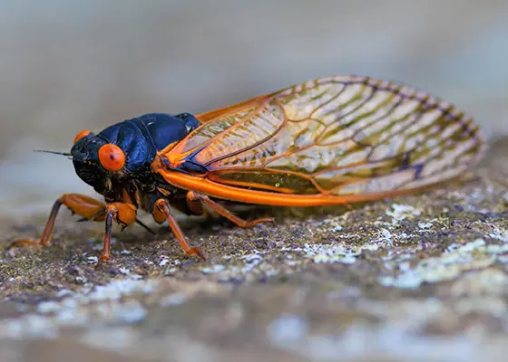 WHAT DO PERIODICAL CICADAS LOOK LIKE?