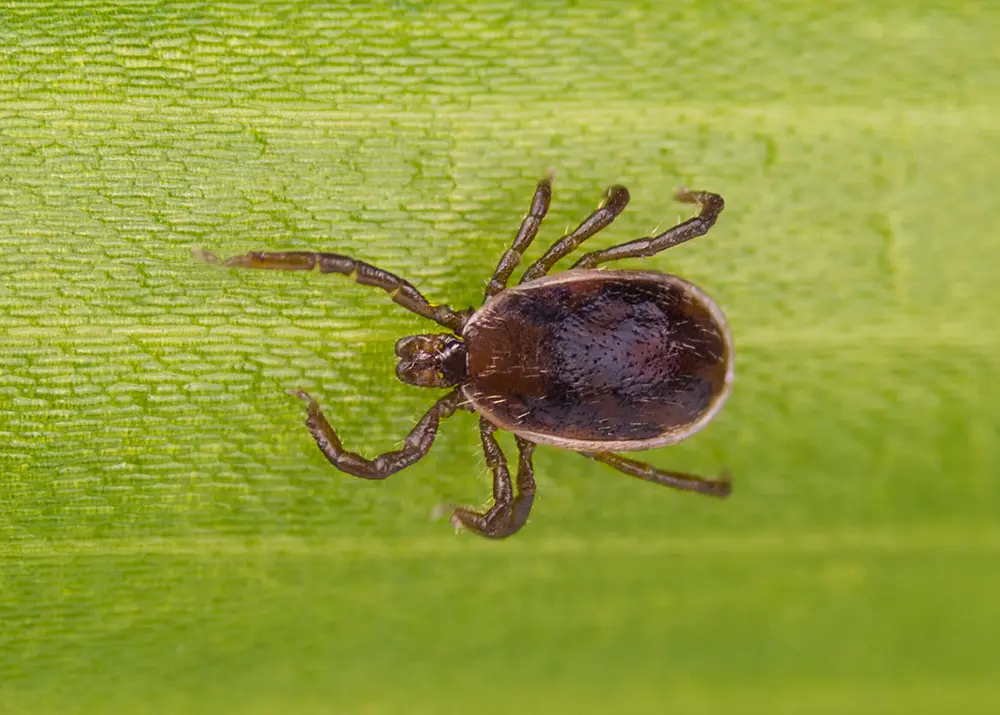 American Dog Tick