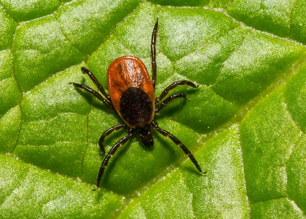 Black Legged Tick