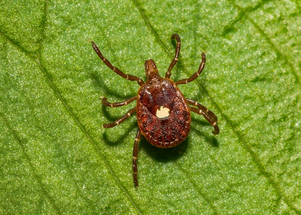 Lone Star Tick