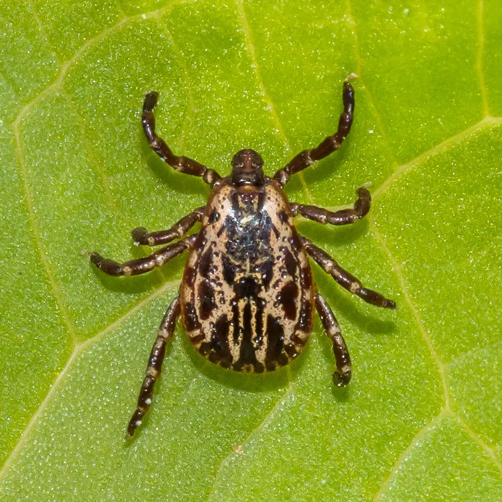 Common Ticks