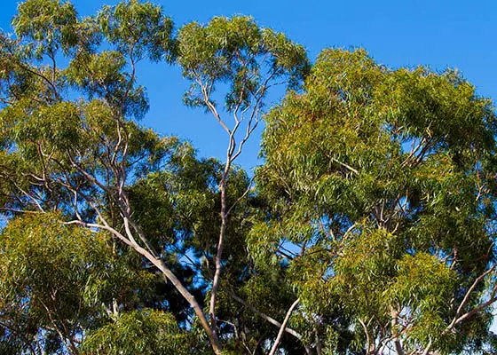 Cutter Power of Nature