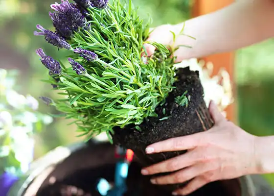 Cutter Planting Protection