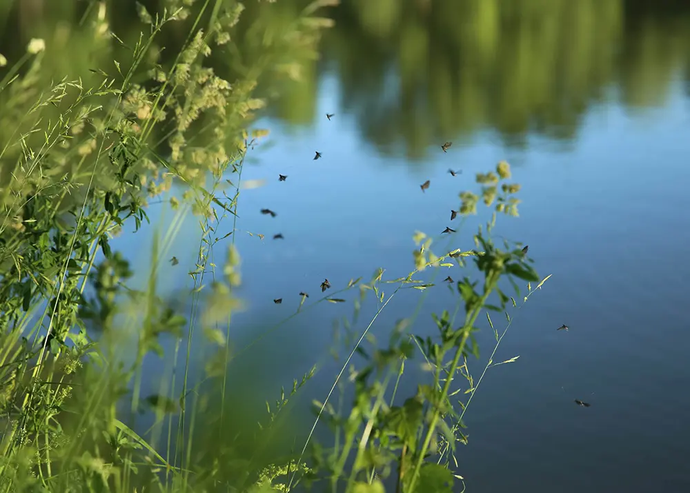 Cutter Standing Water