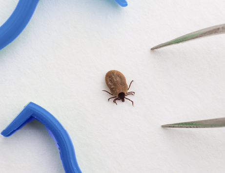 If the Tick is Still Embedded