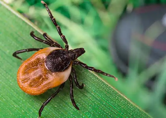 Cutter Keep Ticks Off Avoid Tall Grass