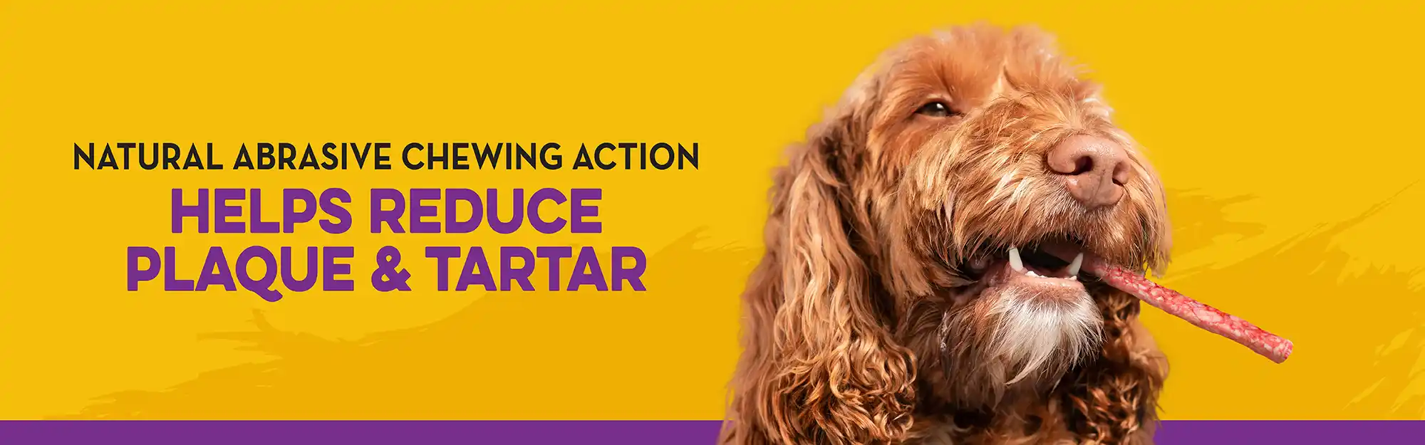 Dingo_CarouselDesktop