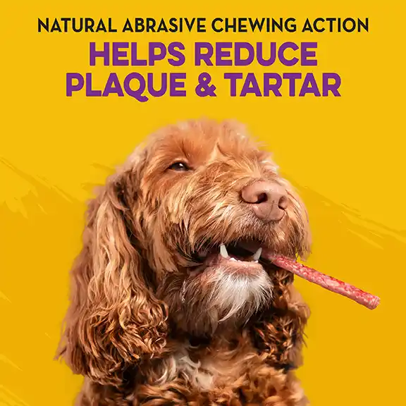 Dingo_CarouselMobile