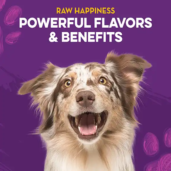 Dingo_CarouselMobile