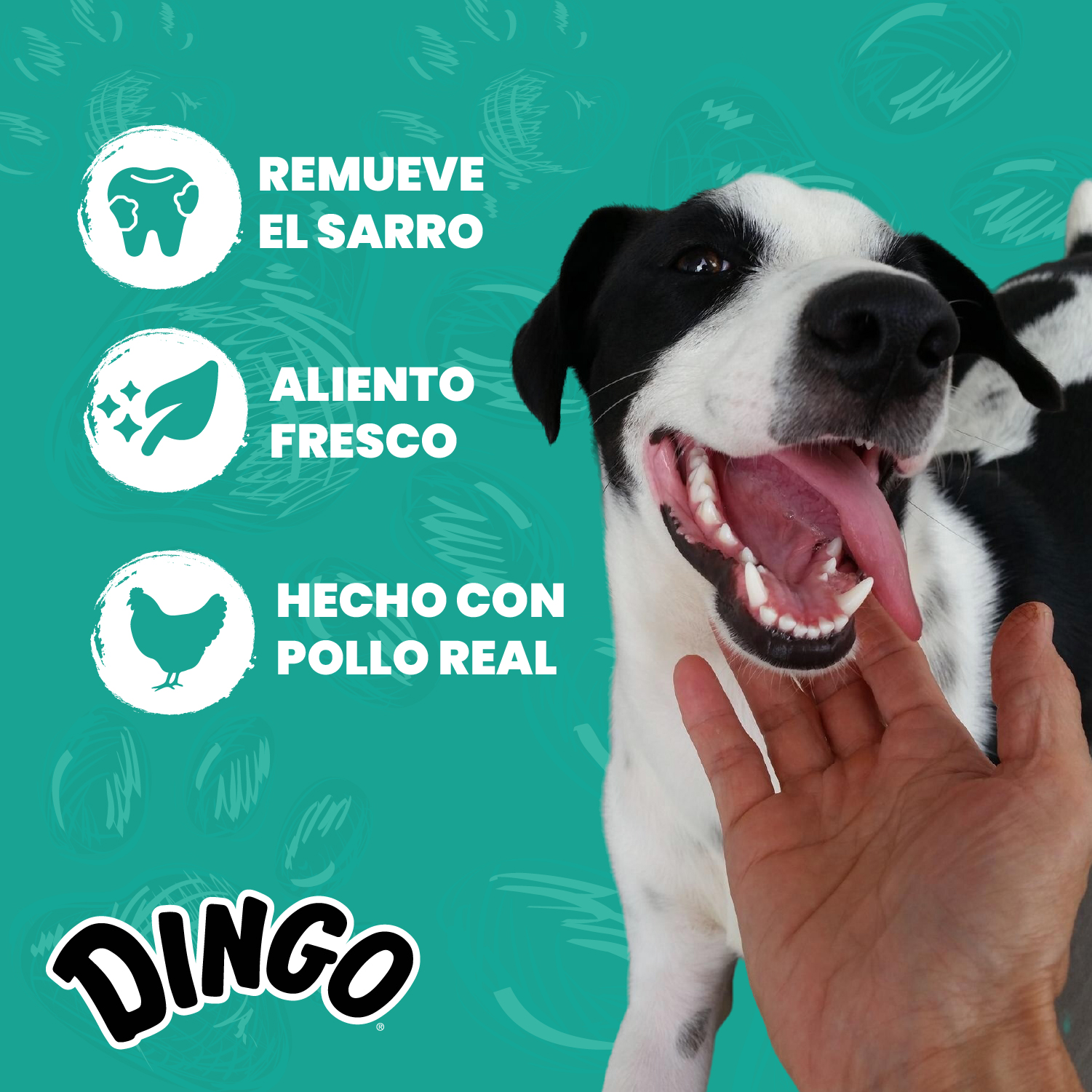 Perro 