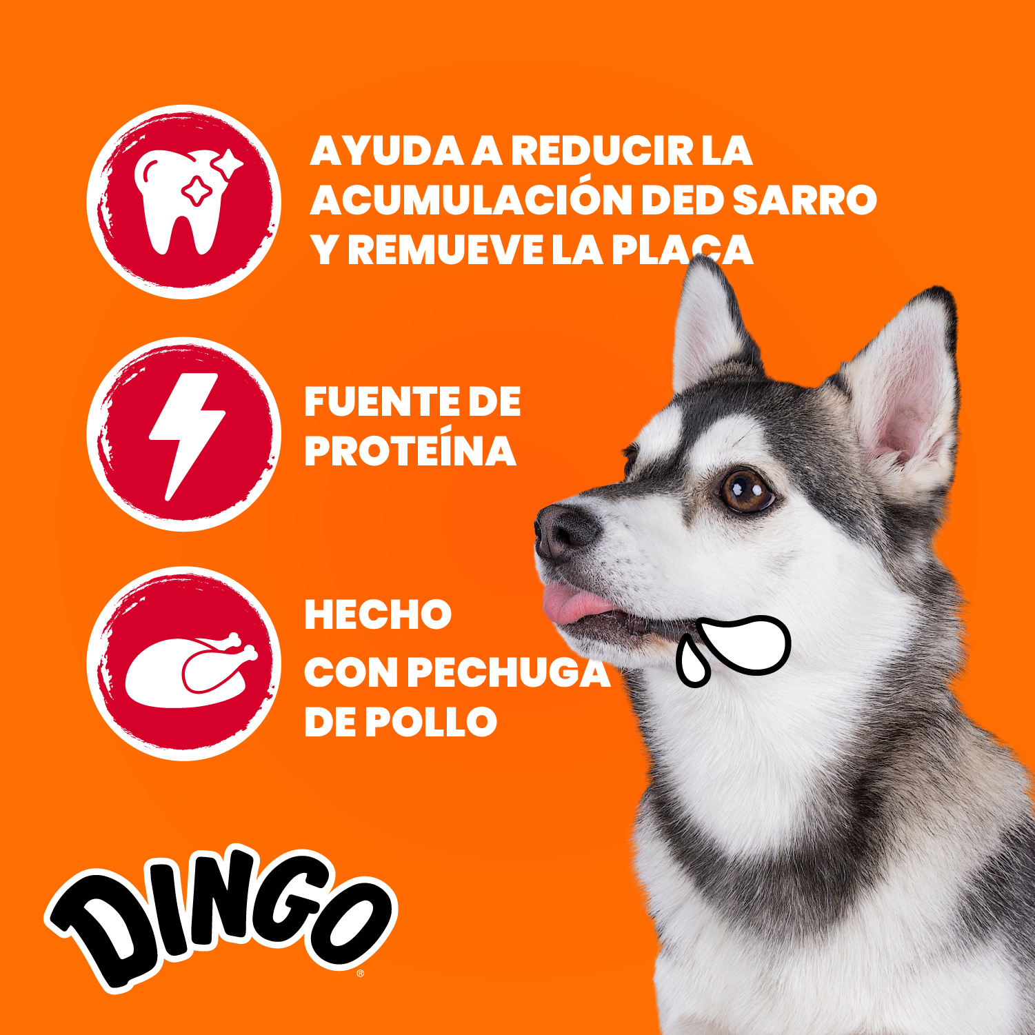 Dingo Perro