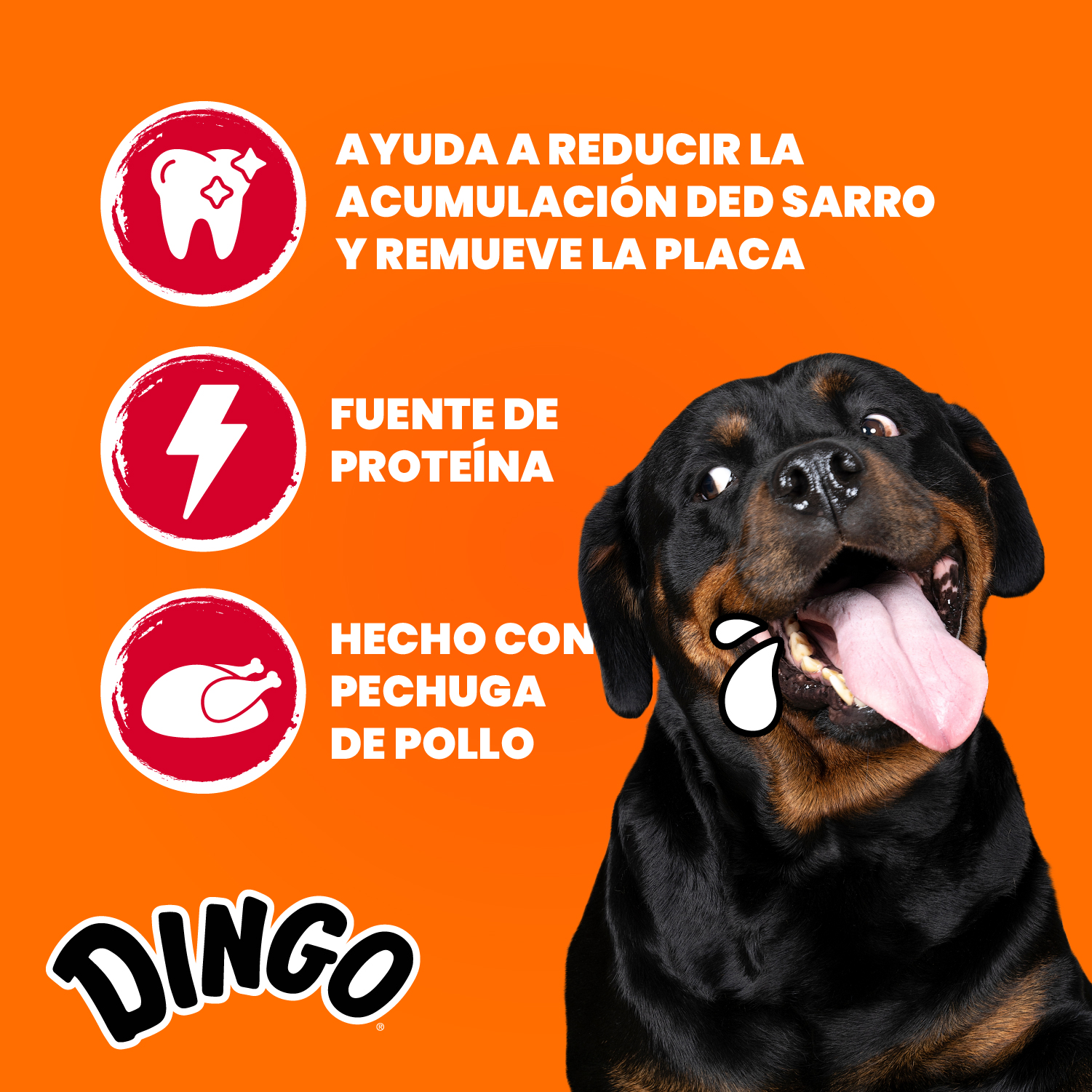 Dingo