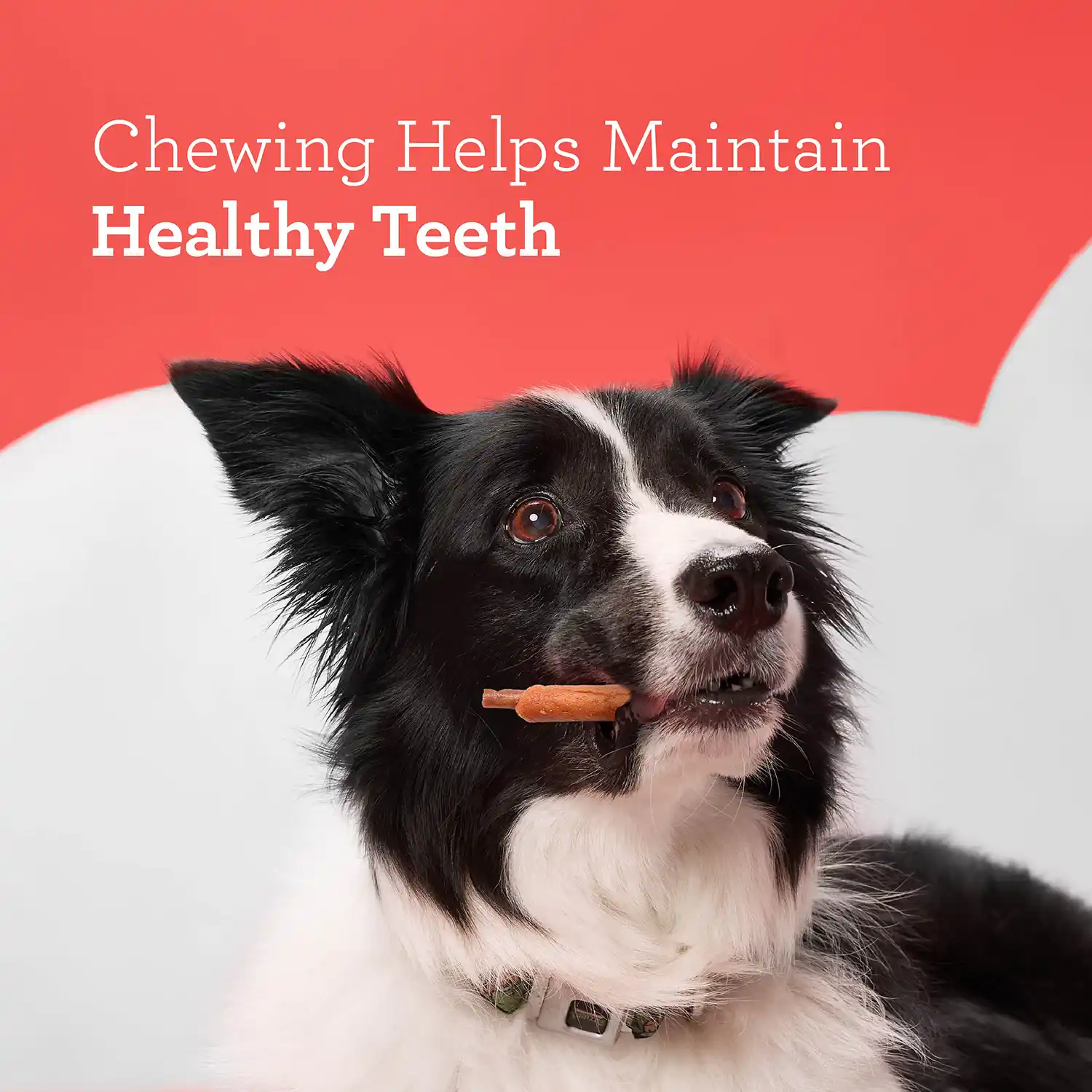 Chewing Helps Maintain Healthy Teeth