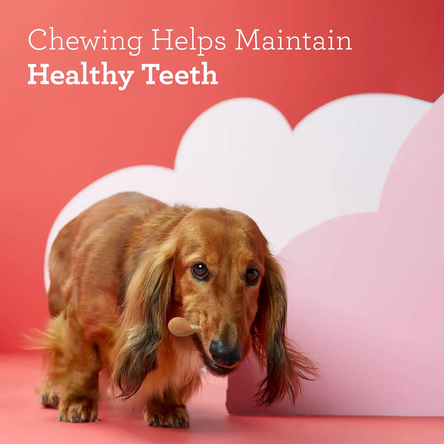 Chewing Helps Maintain Healthy Teeth