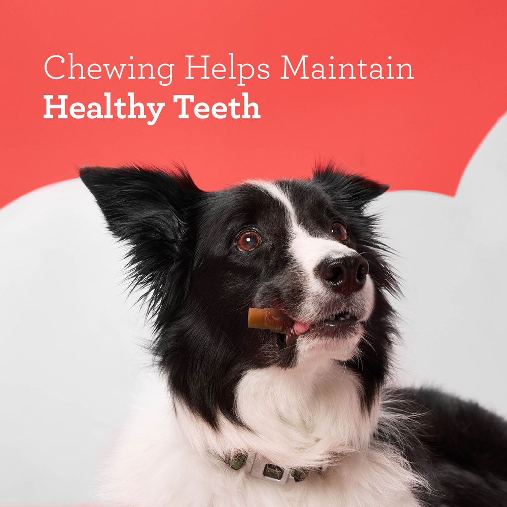Chewing helps maintain healthy teeth
