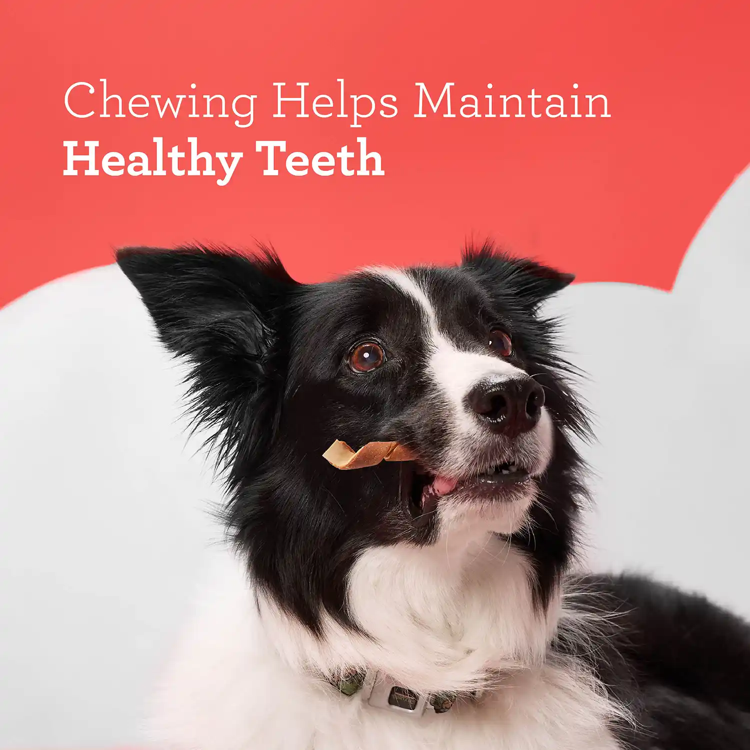 Chewing Helps Maintain Healthy Teeth