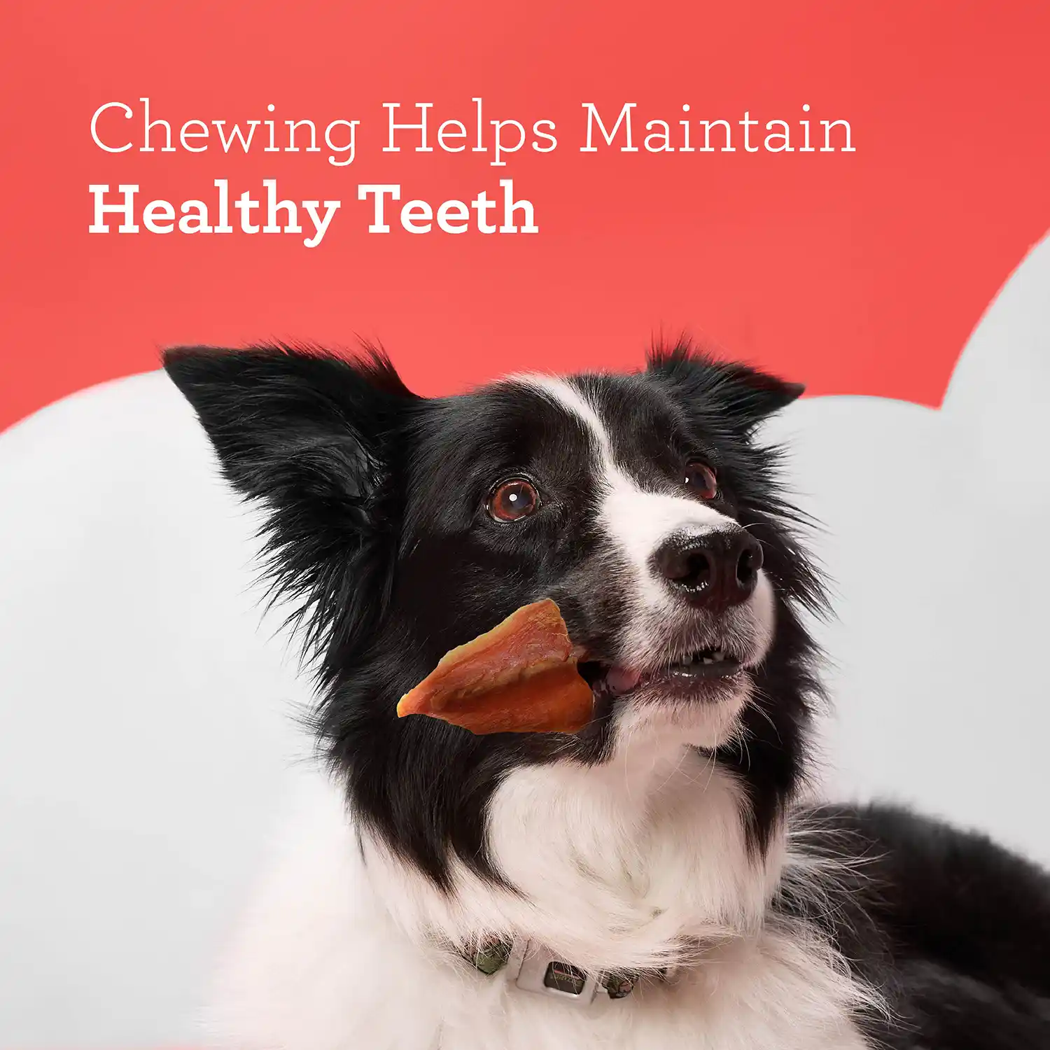 Chewing Helps Maintain Healthy Teeth