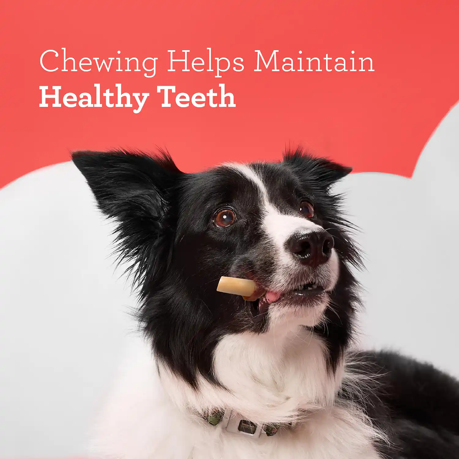 Chewing Helps Maintain Healthy Teeth