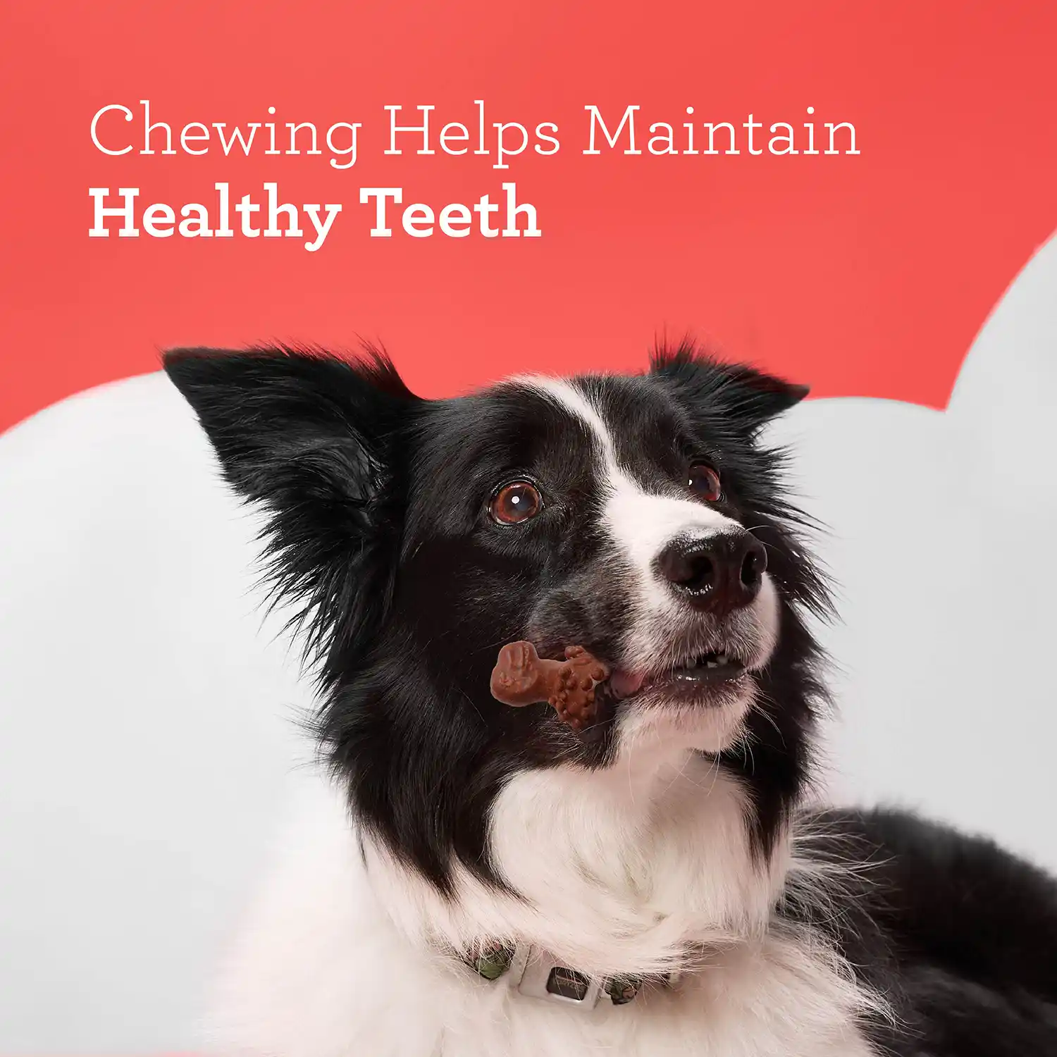 Chewing Helps Maintain Healthy Teeth