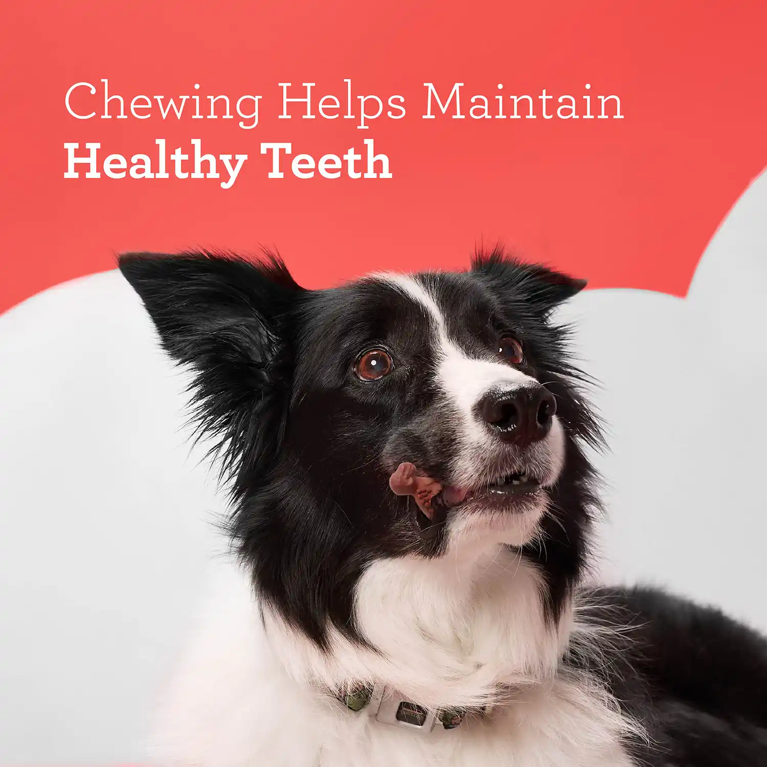 Chewing Helps Maintain Healthy Teeth
