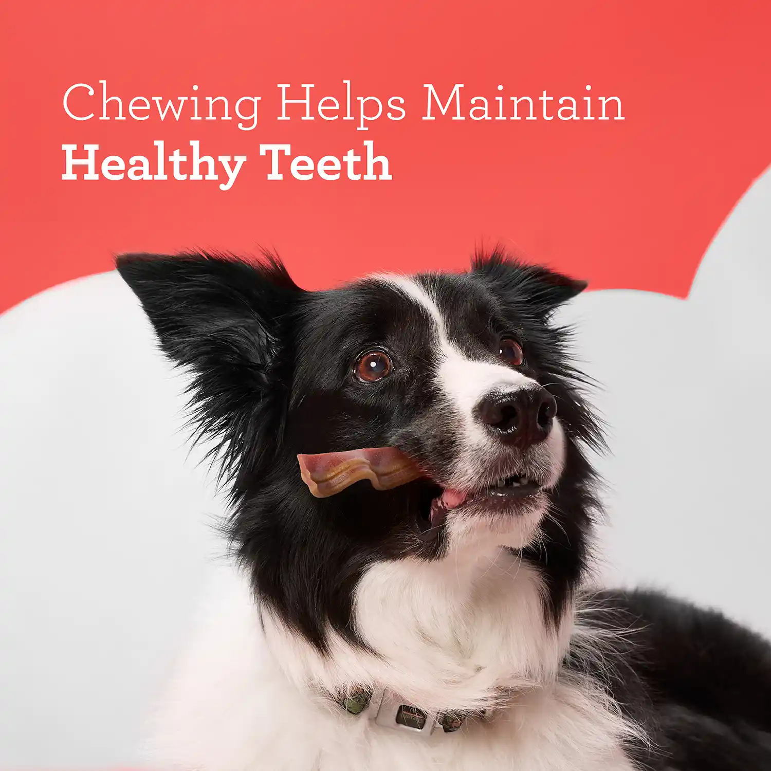 Chewing Helps Maintain Healthy