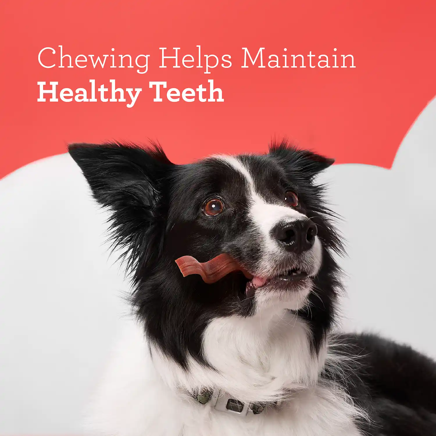 Chewing Helps Maintain Healthy