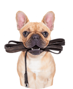 Entrenamiento Canino