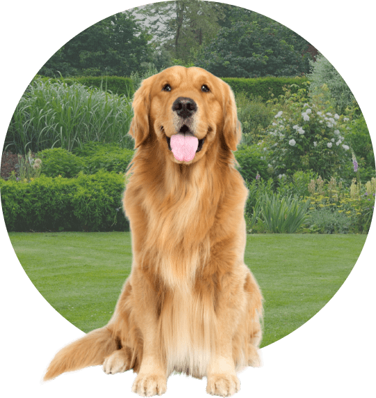 Why choose DreamBone