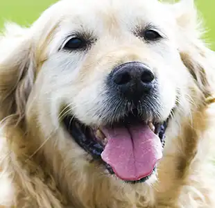 Golden Retriever