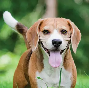 Beagle