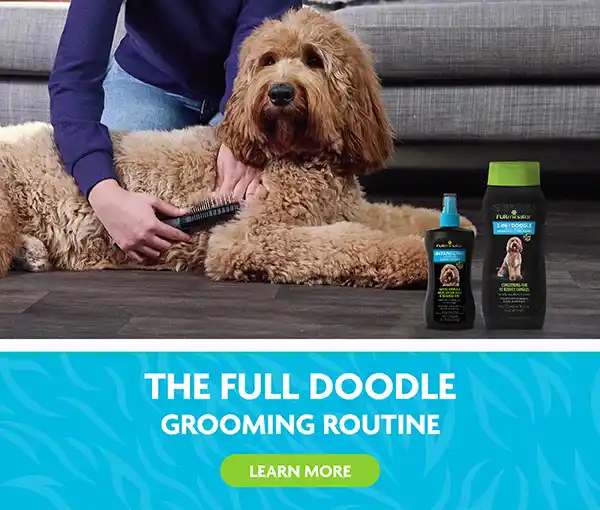 the full doodle grooming routine tools