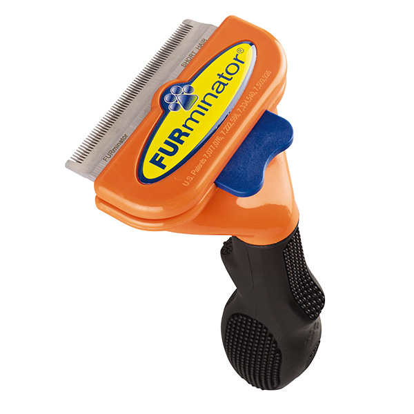 Short hair medium dog