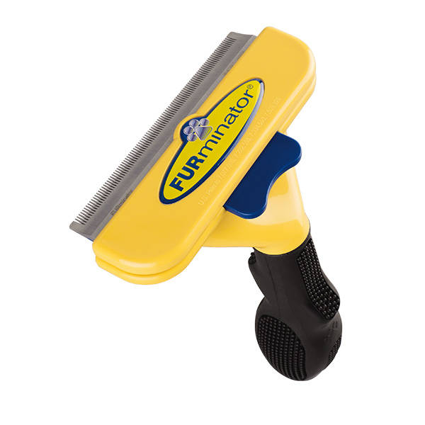 short hair large dog