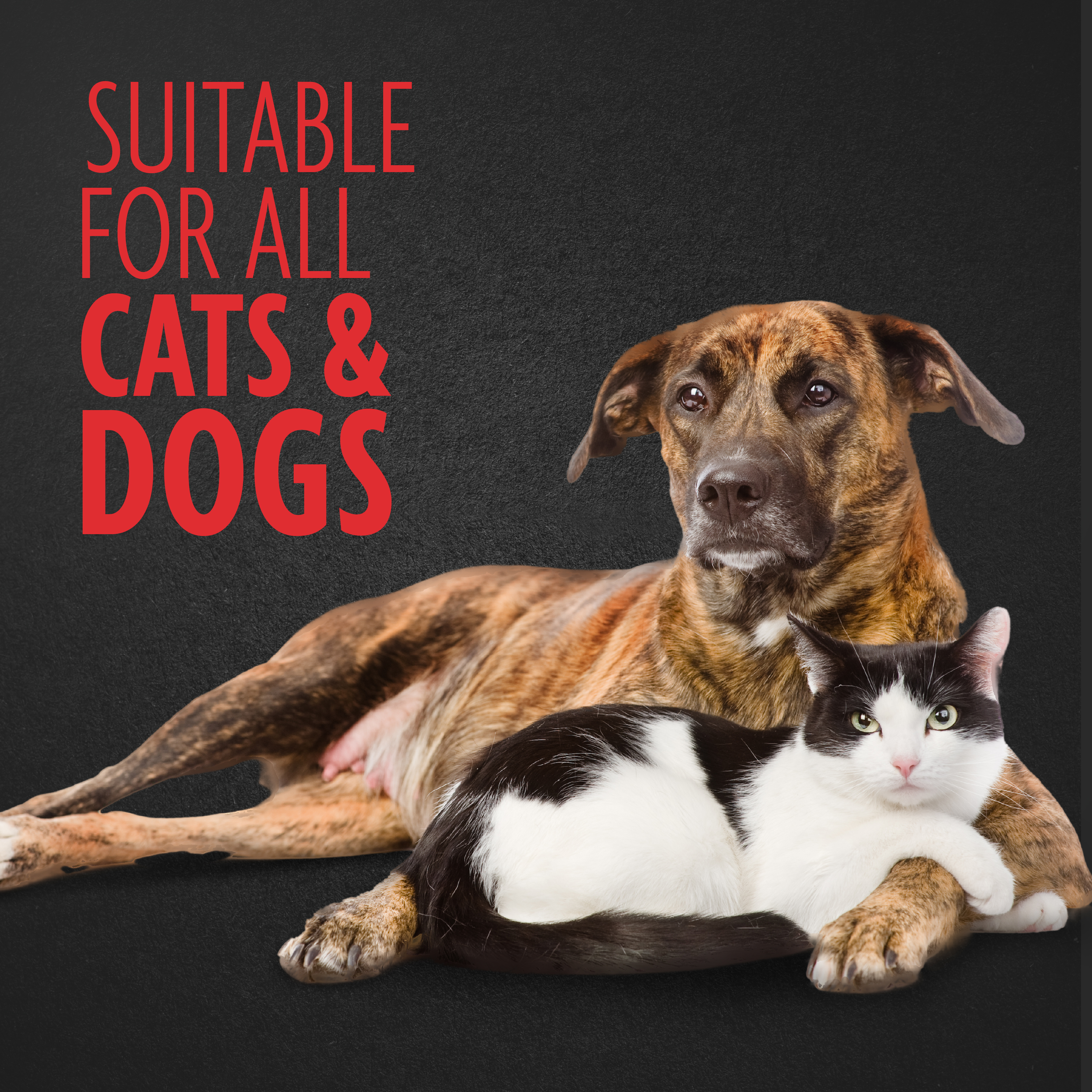 P104005_NailGrinder_Gallery_05_CatsAndDogs