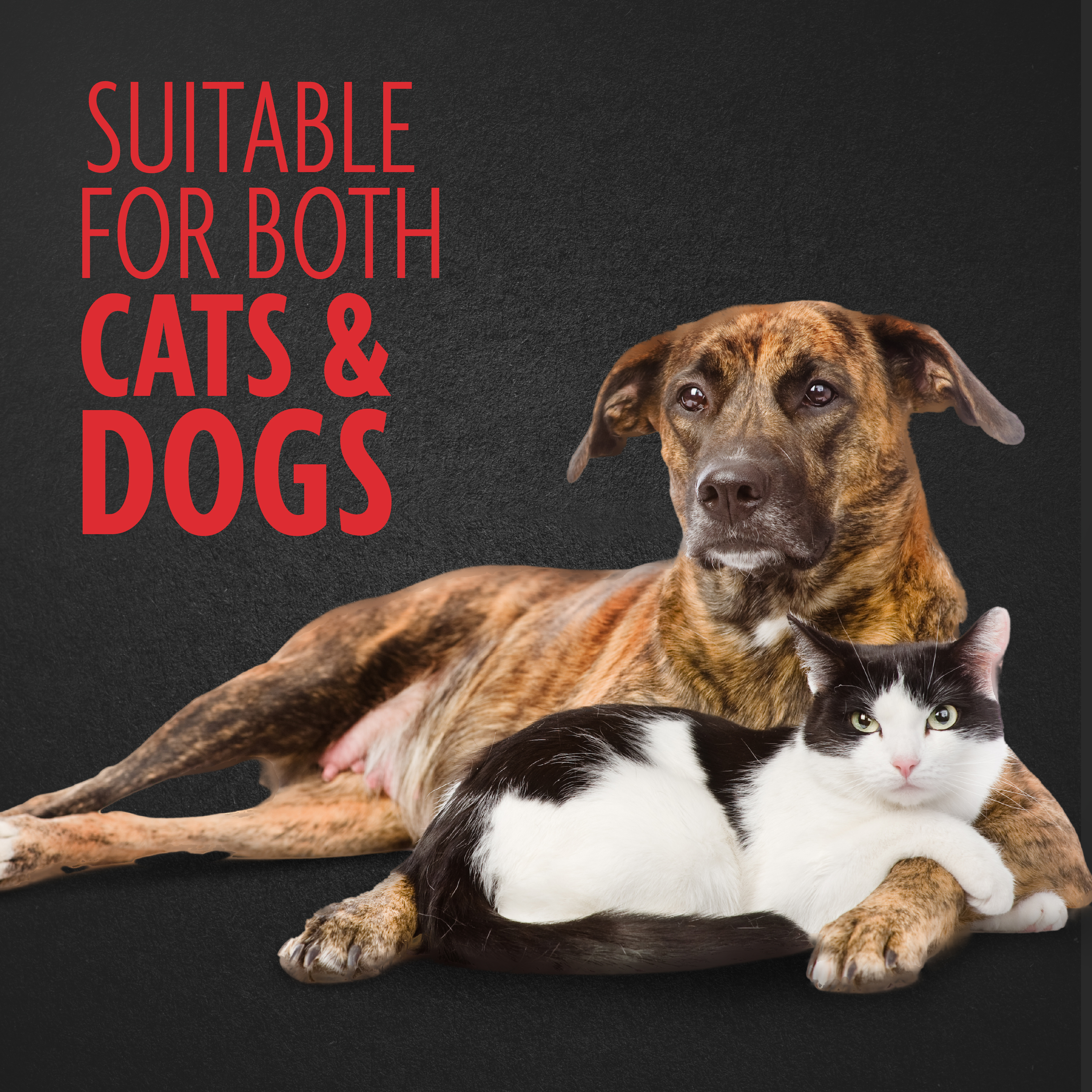 P92922_Gallery_04_CatsAndDogs