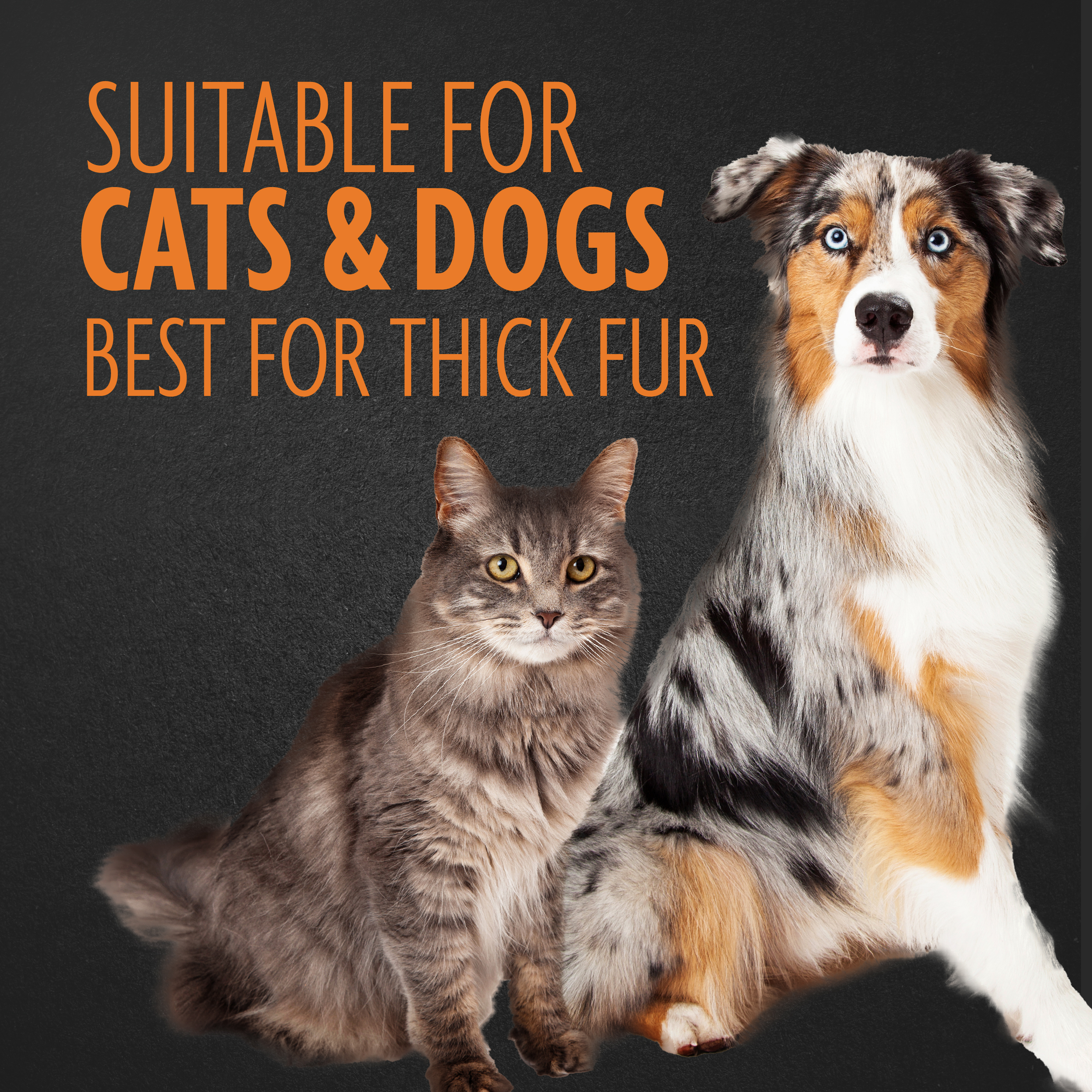 P92930_Gallery_05_CatsAndDogs