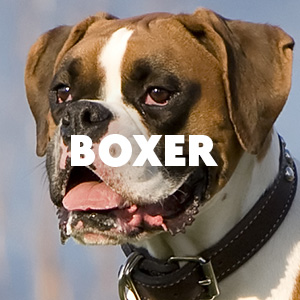 Boxer