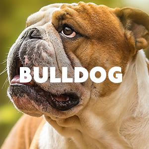 Bulldog